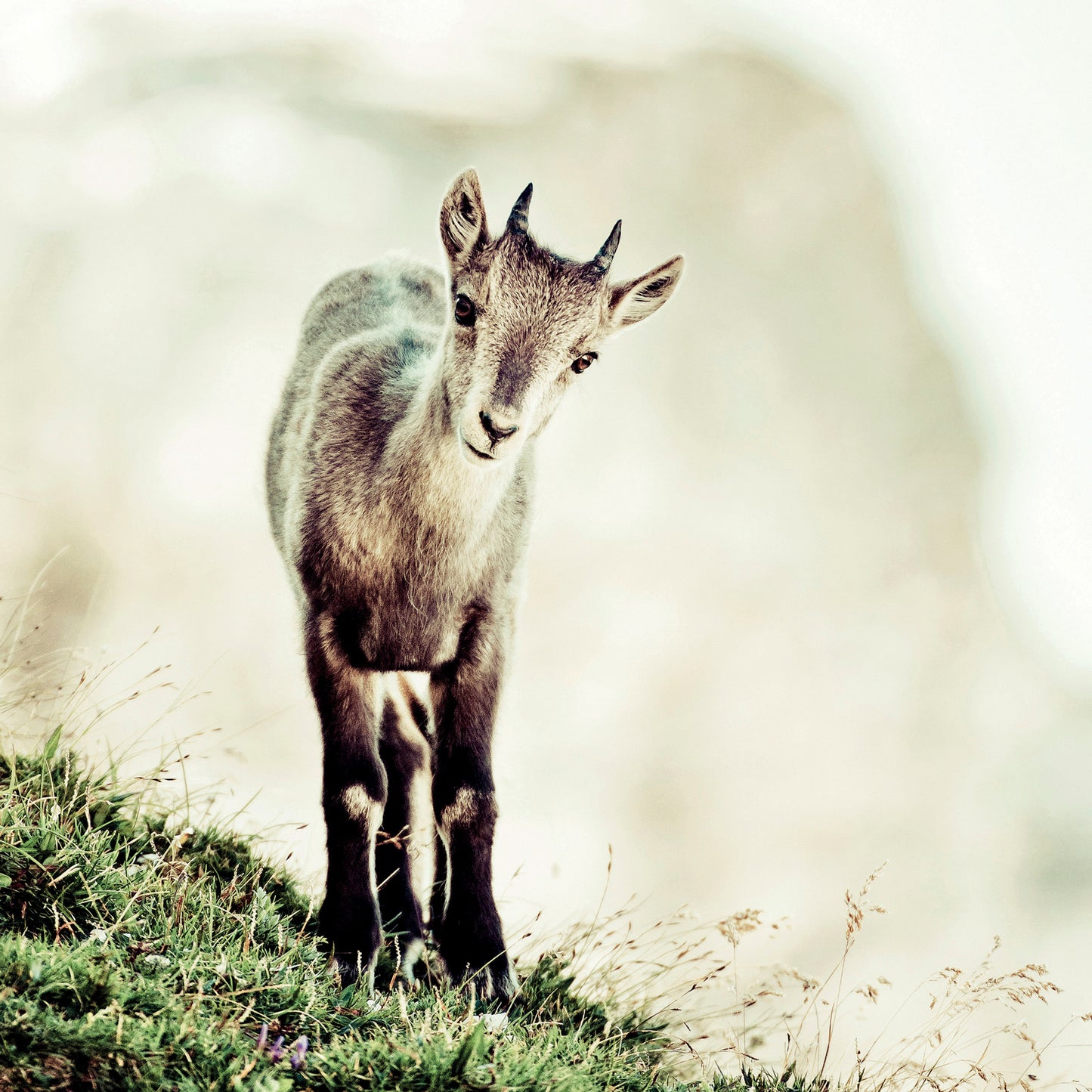 Baby ibex (capra ibex)