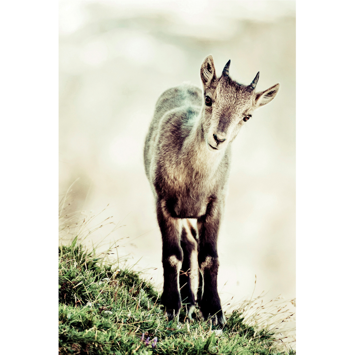 Baby ibex (capra ibex)