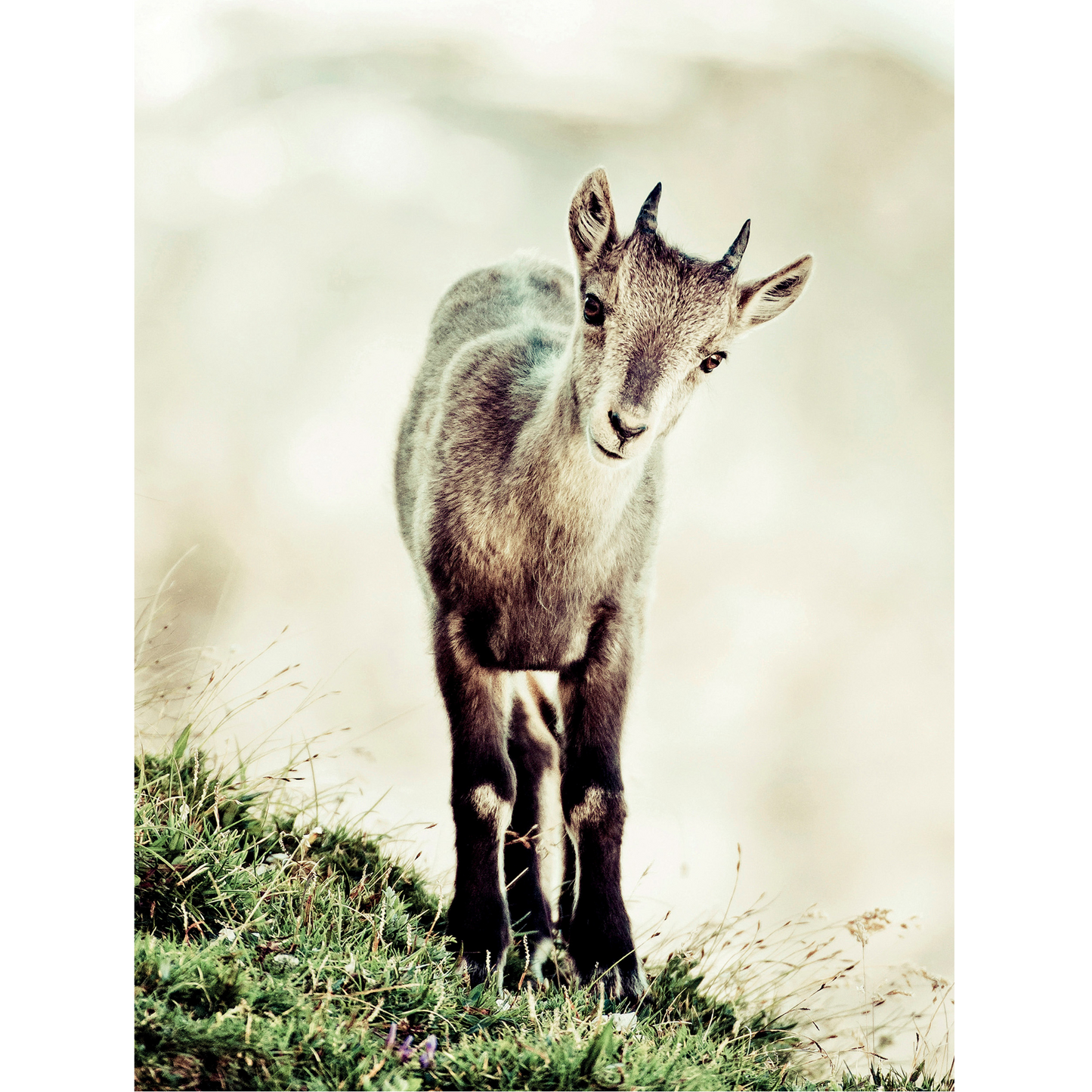 Baby ibex (capra ibex)